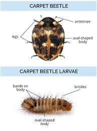 5 ml cedar oil, to 16oz water, and 8 drops lemon grass essential oil. What Do Carpet Beetles Look Like Identify Carpet Beetles