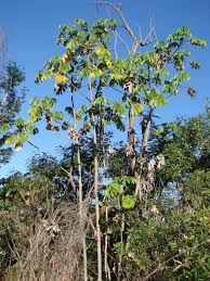 Image result for Cecropia