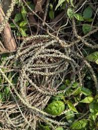 Image result for Tinospora fragosa