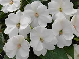 Keep soil evenly moist, not soggy. Impatiens Sunpatiens Compact White