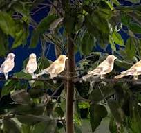 Solar LED Bird Clip On String Lights 5PC - Solar Lights for Garden Bird  Baths