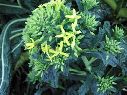 Expose the insects to the harsh conditions at the surface soil by turning the soil several times over fall and winter. What Happens When Kale Bolts Gardening Channel
