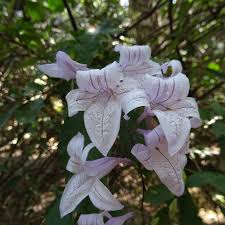 Image result for Acanthaceae