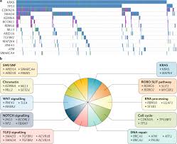 Pancreatic cancer action network (pancan) seena magowitz foundation. Molecular Subtypes Of Pancreatic Cancer Nature Reviews Gastroenterology Hepatology