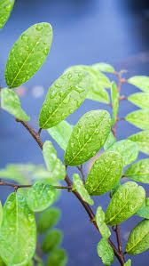 Image result for Capparis fascicularis