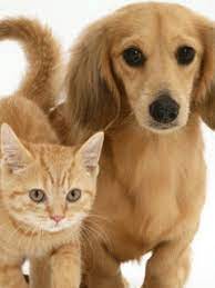 Gato y perro GIF - Descargar & Compartir en PHONEKY