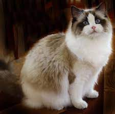 Ragdol Is Een Van De Zachtste En Liefste Poesen Die Er Zijn Een Kruising Van Heilige Birmaan En Turkse Angora Beautiful Cats Ragdoll Cat Cat Breeds Siamese