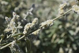 Image result for Aerva leucura