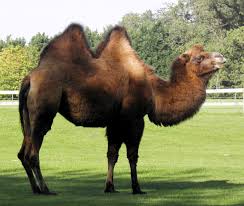 Bactrian camel facts for kids. Bactrian Camel Diet Pictures Facts Habitat Behavior Life Cycles Animals Adda