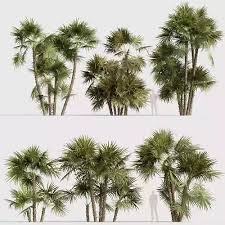 Image result for Acoelorrhaphe