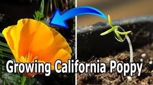 When talking about how to grow oriental poppy, we should begin with propagation. How To Grow California Poppy Eschscholzia Californica Youtube