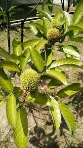 Tanam pokok lada benggala dalam pasu dan polybag menggunakan baja organik tawan dang. Laman Menjual Pokok Pokok Klon Hybrid Buah Buahan Posts Facebook