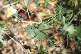Image result for Coccinia sessilifolia