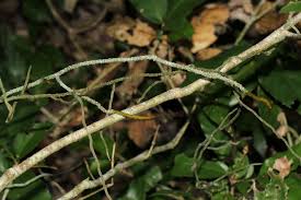 Image result for Microcoelia stolzii