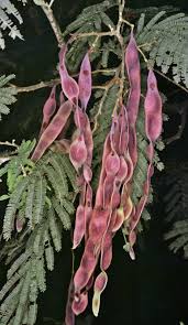 Image result for Acacia dealbata
