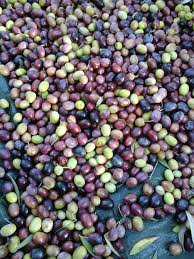 Albanians Consume 10 Kg Of Olives Per Year Iia