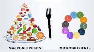 The secret to understanding food breakdown. Intro To Nutrition 2 Macronutrients Vs Micronutrients Youtube