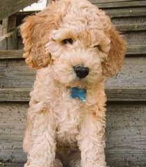 She is on the smaller side of a. Amazing Animals On Twitter Cockapoo Puppies Cockapoo Dog Cockapoo