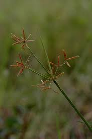 Image result for Cyperus nuerensis