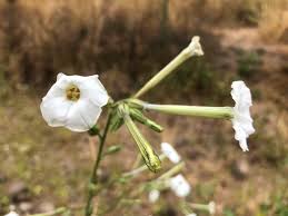 Image result for Buchnera attenuata