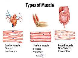 7 Facts About The Muscular System Every Nursing Student Should Know Muscular System Types Of Muscles Human Muscular System