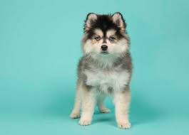 Happy teacup pomsky in 2020 cute dogs and puppies pomsky. The Teacup Puppy Who They Are Cost Lifespan Health Concerns