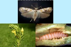 Image result for Mompha miscella