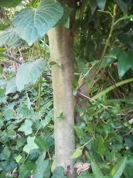 Image result for Canthium inerme