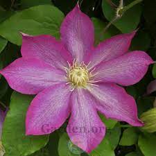 Prune in late winter or early spring (february) and after the first flush of flowers in early summer. Clematis Asao In The Clematis Database Garden Org