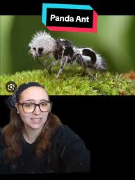 Image result for panda ant
