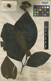 Image result for Bellucia pentamera