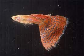 Red Grass Guppy Grass Guppy Grass Is The Development Of Mosaic Guppy The Grass Genes Are Shown From The Pattern Of The Dorsal Fin And Tail Fin Of Guppy Pesas