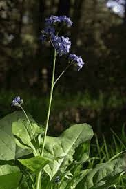 Image result for Rhipidoglossum eggelingii