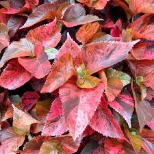Image result for Acalypha paucifolia