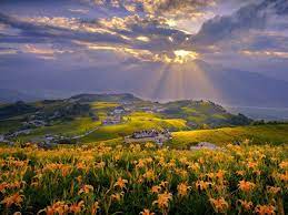 花东纵谷天使黄地毯金针花海 natural landmarks nature landmarks