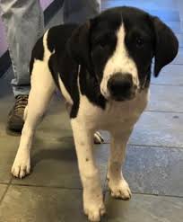 Black And White Hound Dog Mix Animal Id 39420775 Species Dog Breed Saint Bernard Mix Age 4 Months Gender Male Size Medium Color Black White Site Depar St Bernard Mix Dogs Dog Breeds