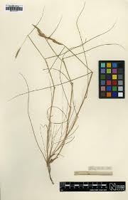 Image result for Pogonarthria refracta