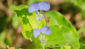 Image result for Commelinaceae