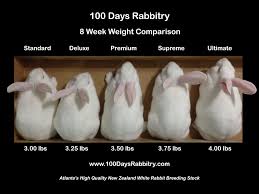 New Zealand Rabbit Size Pictures Angora Rabbits Rabbit