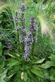 Image result for Swertia eminii