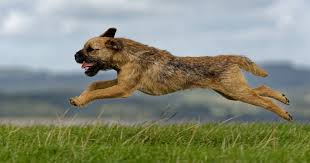 Image result for border teriér