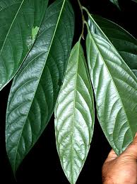 Image result for Ocotea