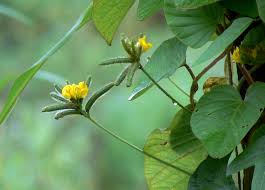 Image result for Chamaecrista zambesica