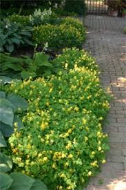 Image result for Corydalis