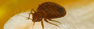 Find additional north carolina pest control contractors. Hazmatt Pest Control Termite Bed Bugs Roaches Rodent Ant Exterminator Morehead City Nc Newport Nc New Bern Nc Jacksonville Nc Havelock Nc Emerald Isle Nc Beaufort Nc Swansboro Nc
