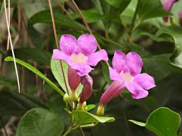 Image result for Mansoa