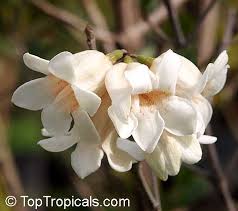 Image result for Rothmannia globosa