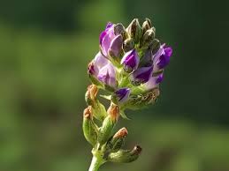 Image result for Psoralea