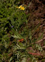 Image result for Senecio aetfatensis