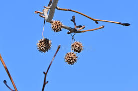 Image result for Altingiaceae